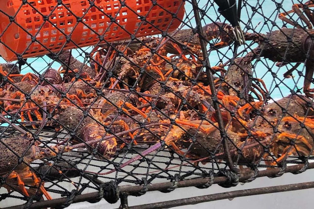 Kaikoura Fishing Adventures